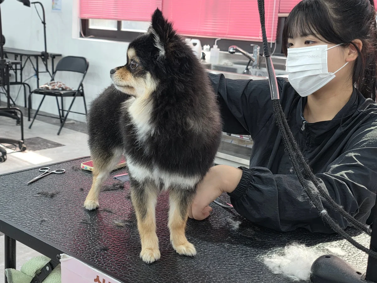 애견미용학원 실습 수업 현장