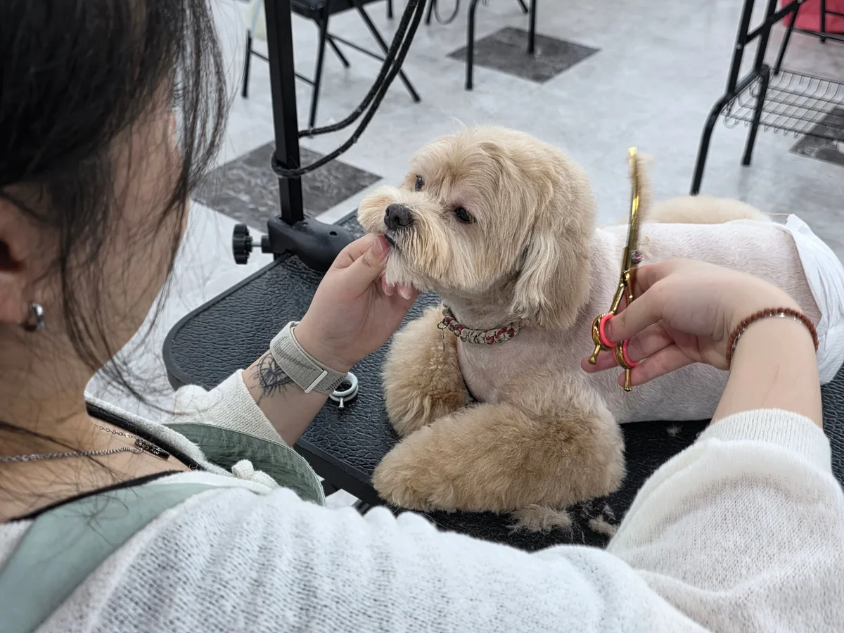 애견미용 가위컷 실습 장면