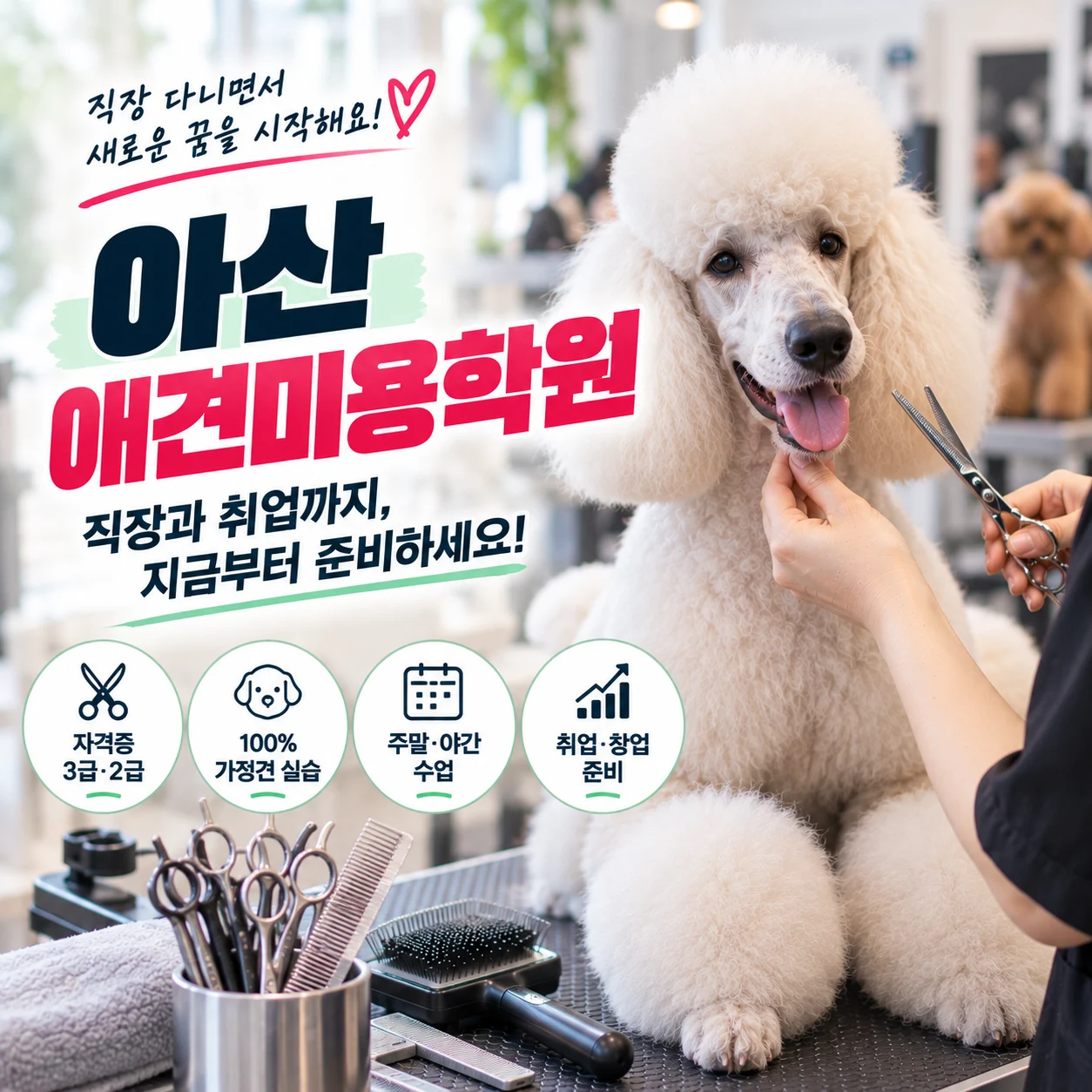 아산애견미용학원 직장 다니면서 취업까지 준비하려면? - 이바우펫