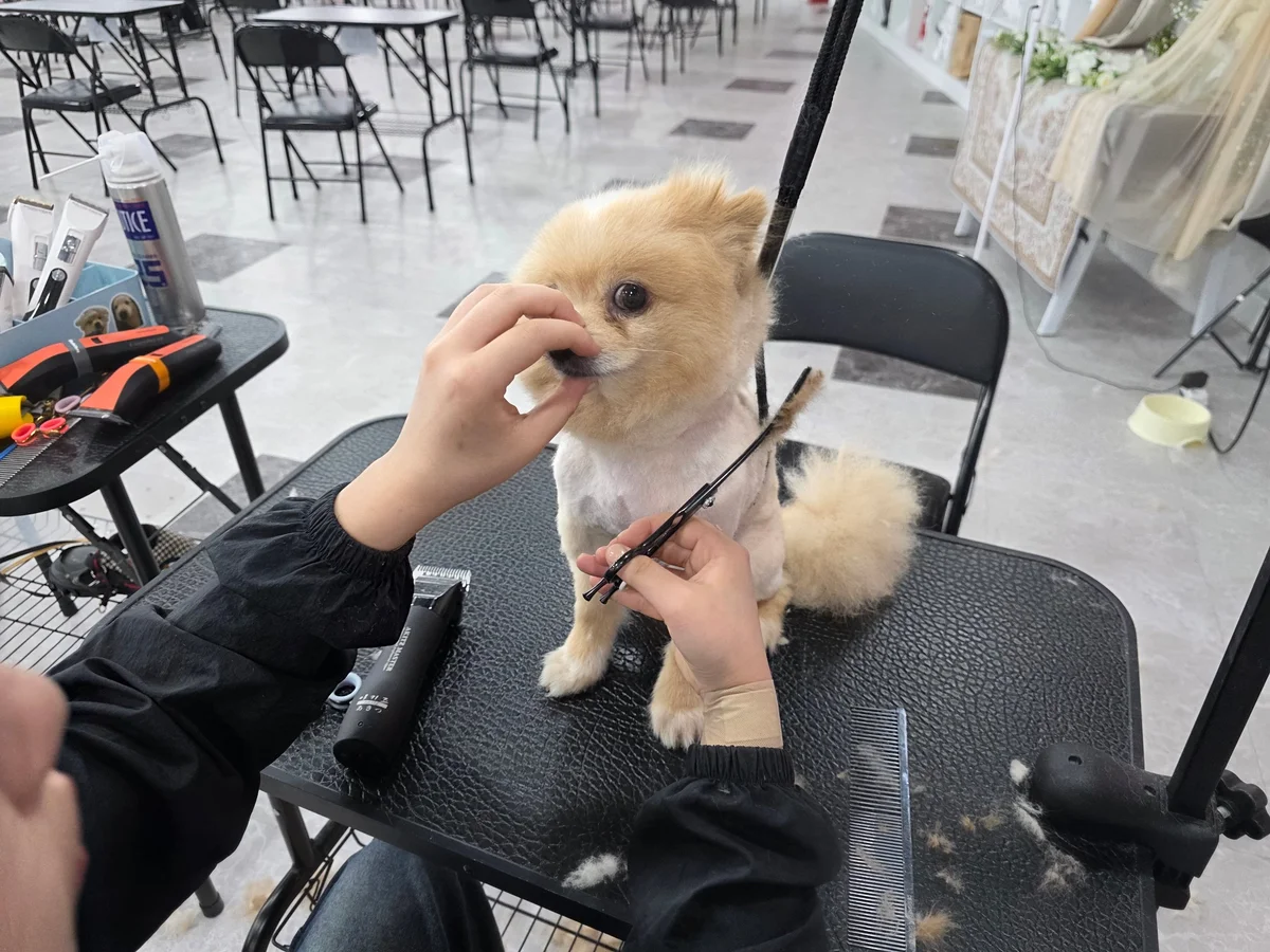 애견미용학원 실습 수업 현장