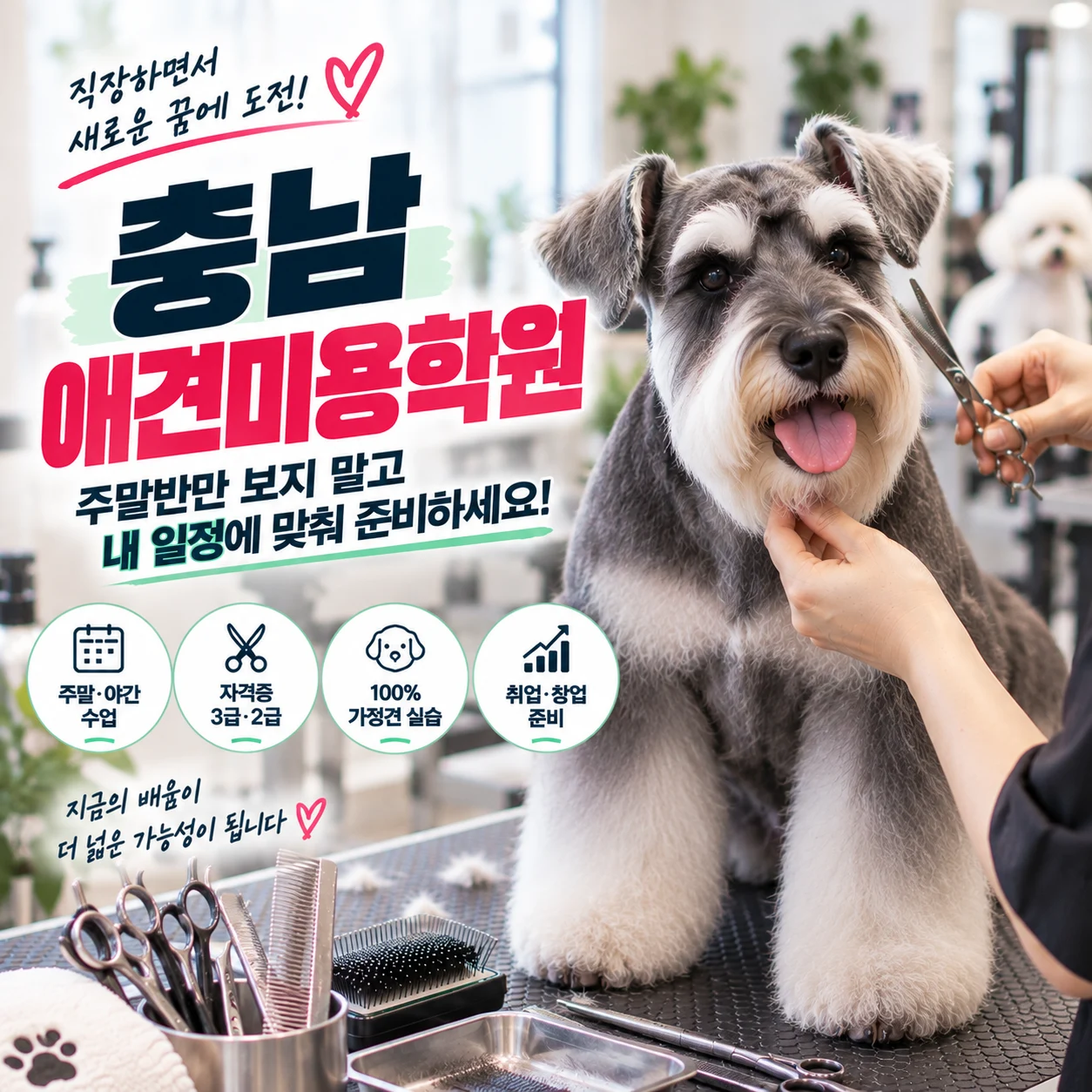 충남애견미용학원 직장인 주말반만 찾으면 놓치는 것 - 이바우펫