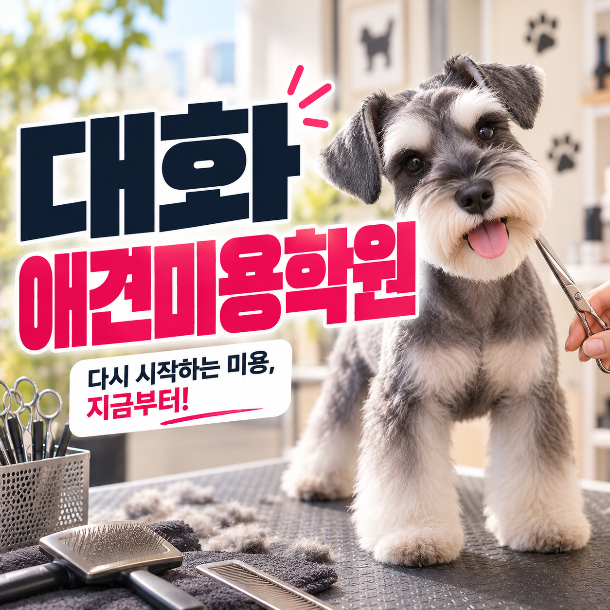 대화애견미용학원 자격증 취득 후 쉬었다면 무엇부터 점검할까?
