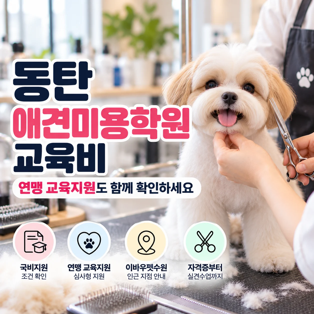 동탄애견미용학원 교육비, 연맹 교육지원도 함께 확인하세요 - 이바우펫