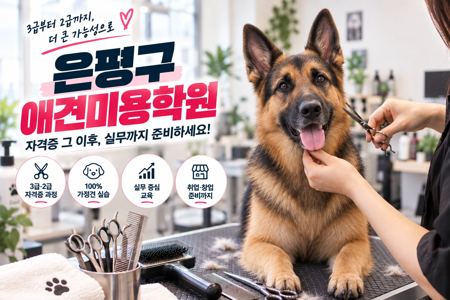 은평구애견미용학원 3급 다음부터 자격증 준비가 달라지는 이유 - 이바우펫