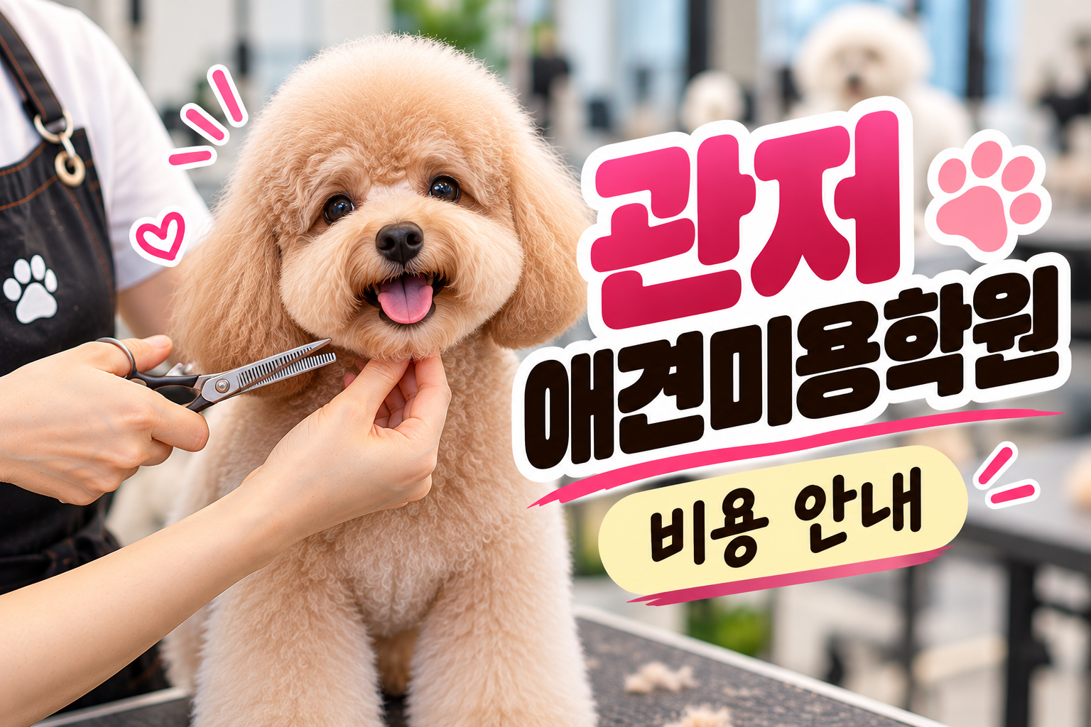 관저애견미용학원 안내 썸네일