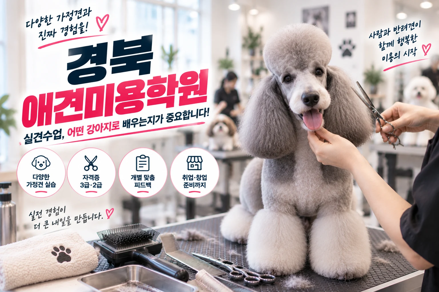 경북애견미용학원 실견수업, 자격증 연습과 무엇이 다를까요? - 이바우펫