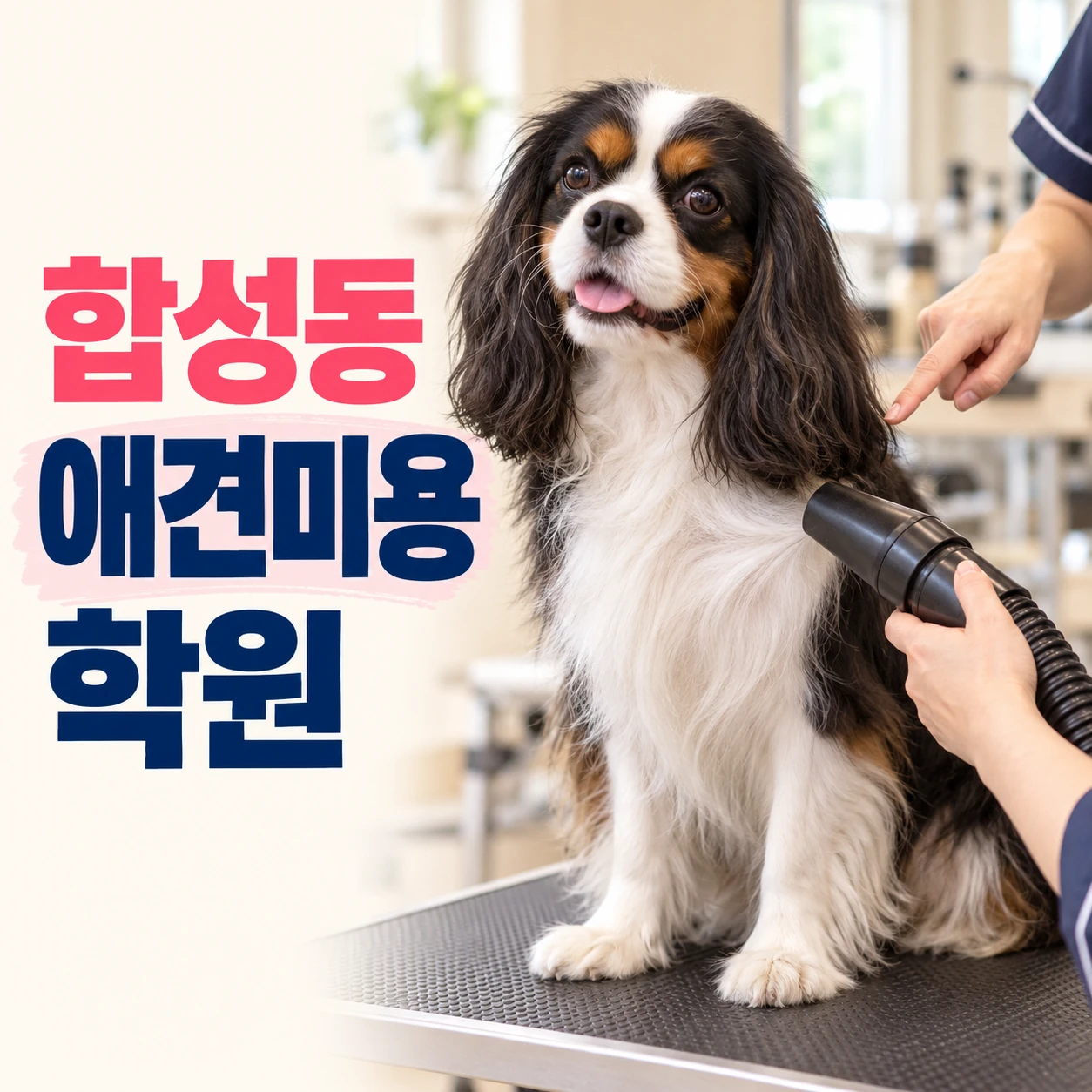합성동애견미용학원 안내 썸네일