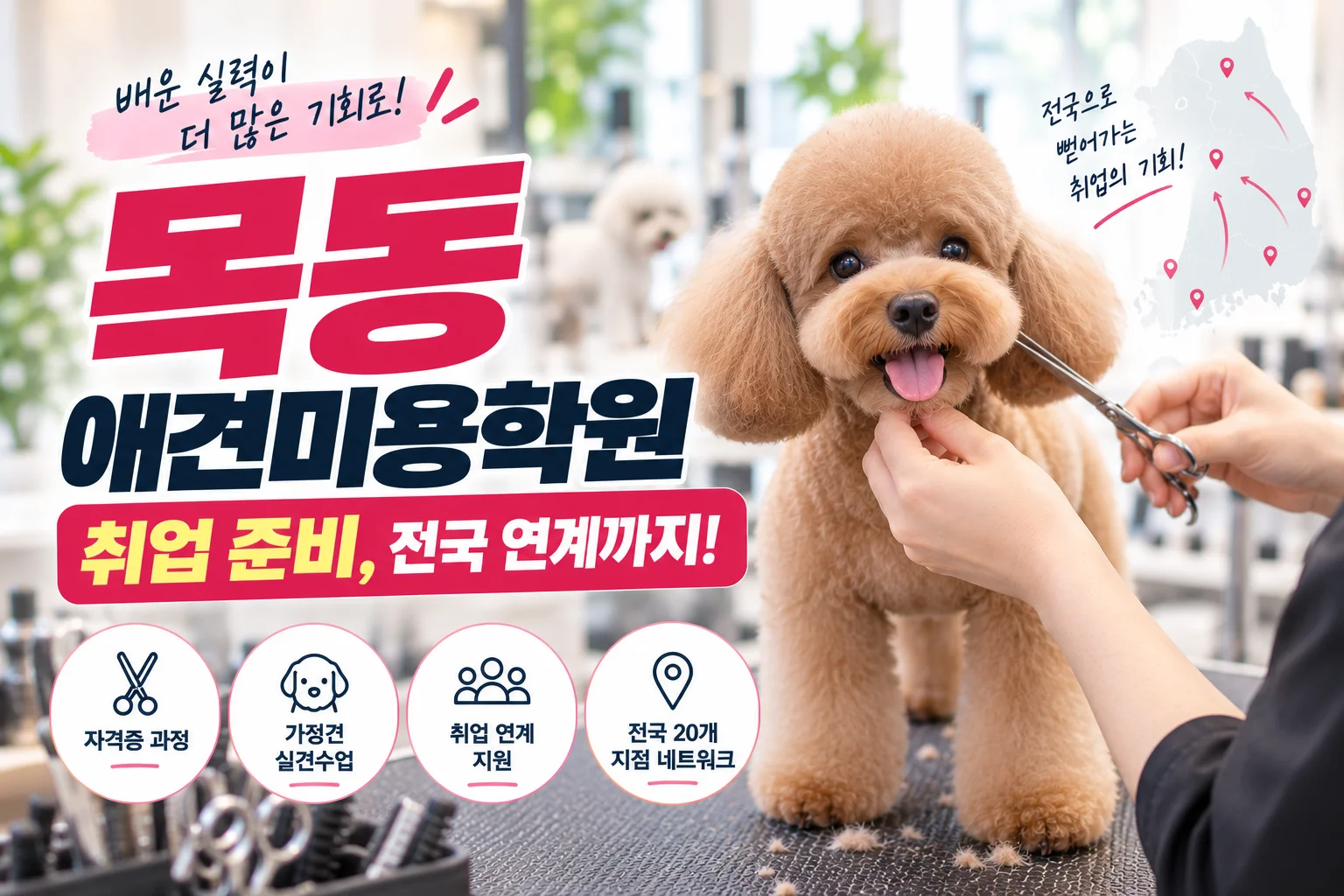 목동애견미용학원 취업 준비, 근무 지역까지 넓게 생각해보세요 - 이바우펫
