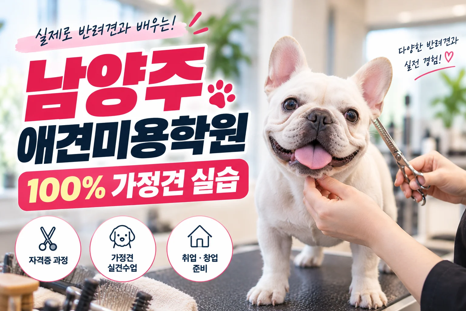 남양주애견미용학원 선택, 어떤 강아지로 실습하는지도 중요합니다 - 이바우펫