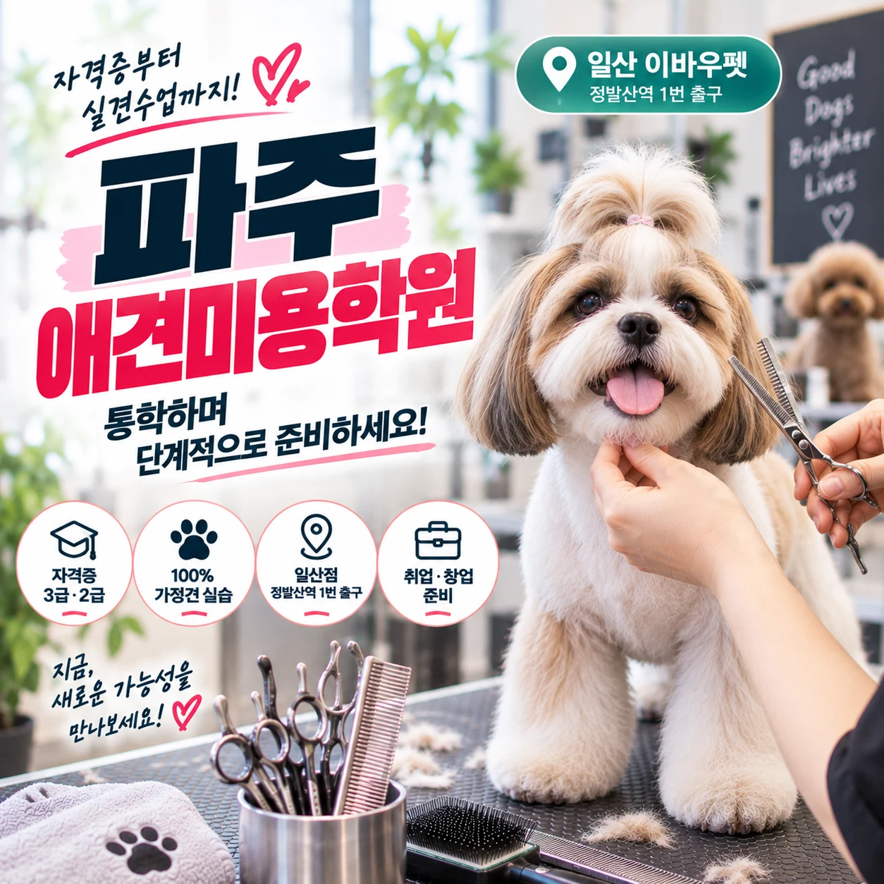 파주애견미용학원 자격증부터 실견수업까지 통학하며 준비하려면?