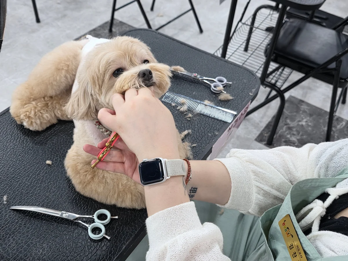 애견미용 자격증 실습 장면