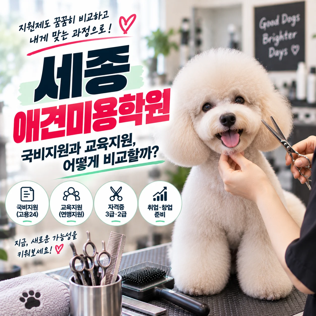세종애견미용학원 국비지원과 교육지원 어떻게 비교할까? - 이바우펫