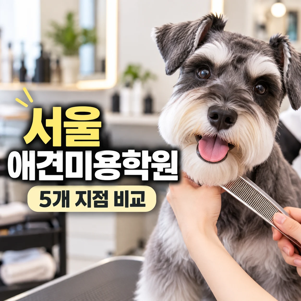 서울애견미용학원, 5개 지점 중 어디가 가까운지 확인하는 법 - 이바우펫