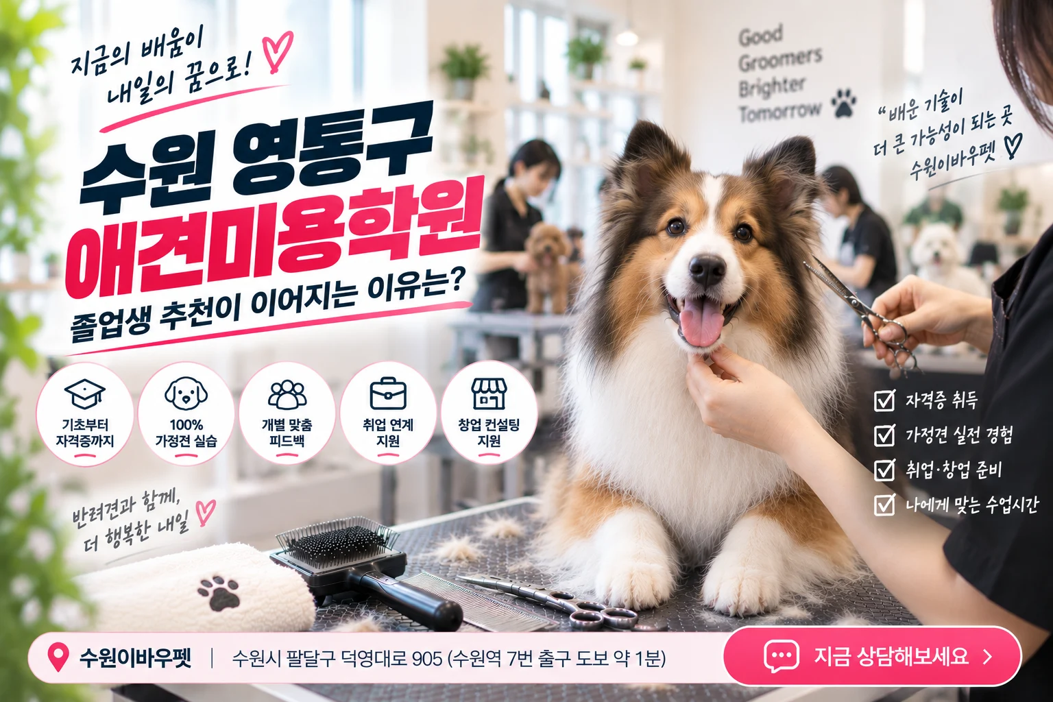 수원 영통구애견미용학원 졸업 후에도 추천하는 이유는 무엇일까? - 이바우펫