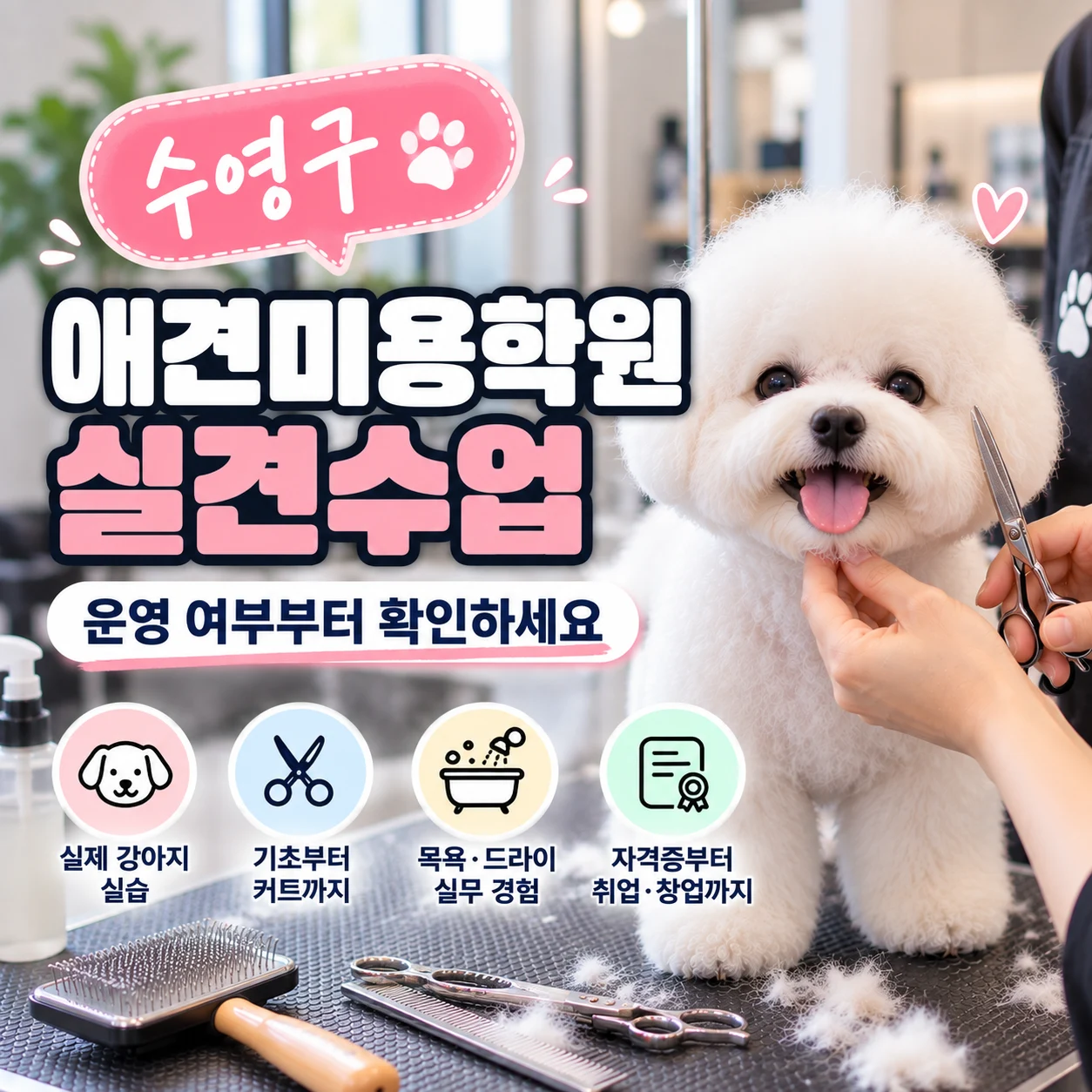 수영구애견미용학원, 실견수업 운영 여부부터 확인하세요 - 이바우펫
