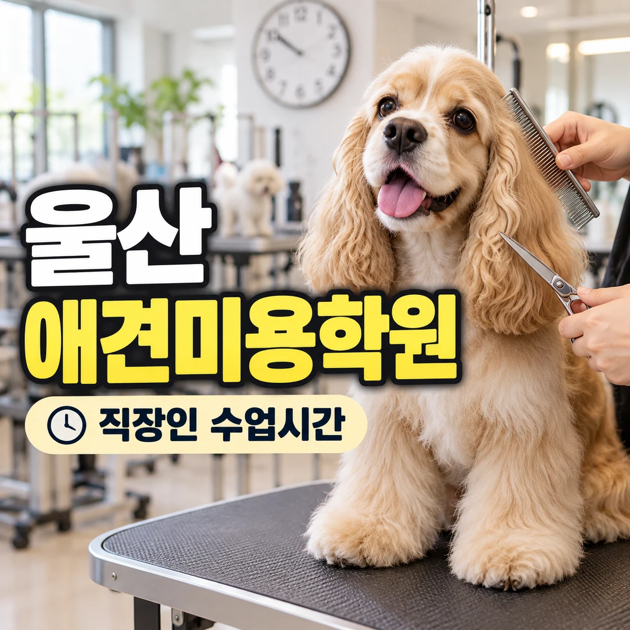 울산애견미용학원, 직장인이라면 수업 시간대부터 확인하세요 - 이바우펫