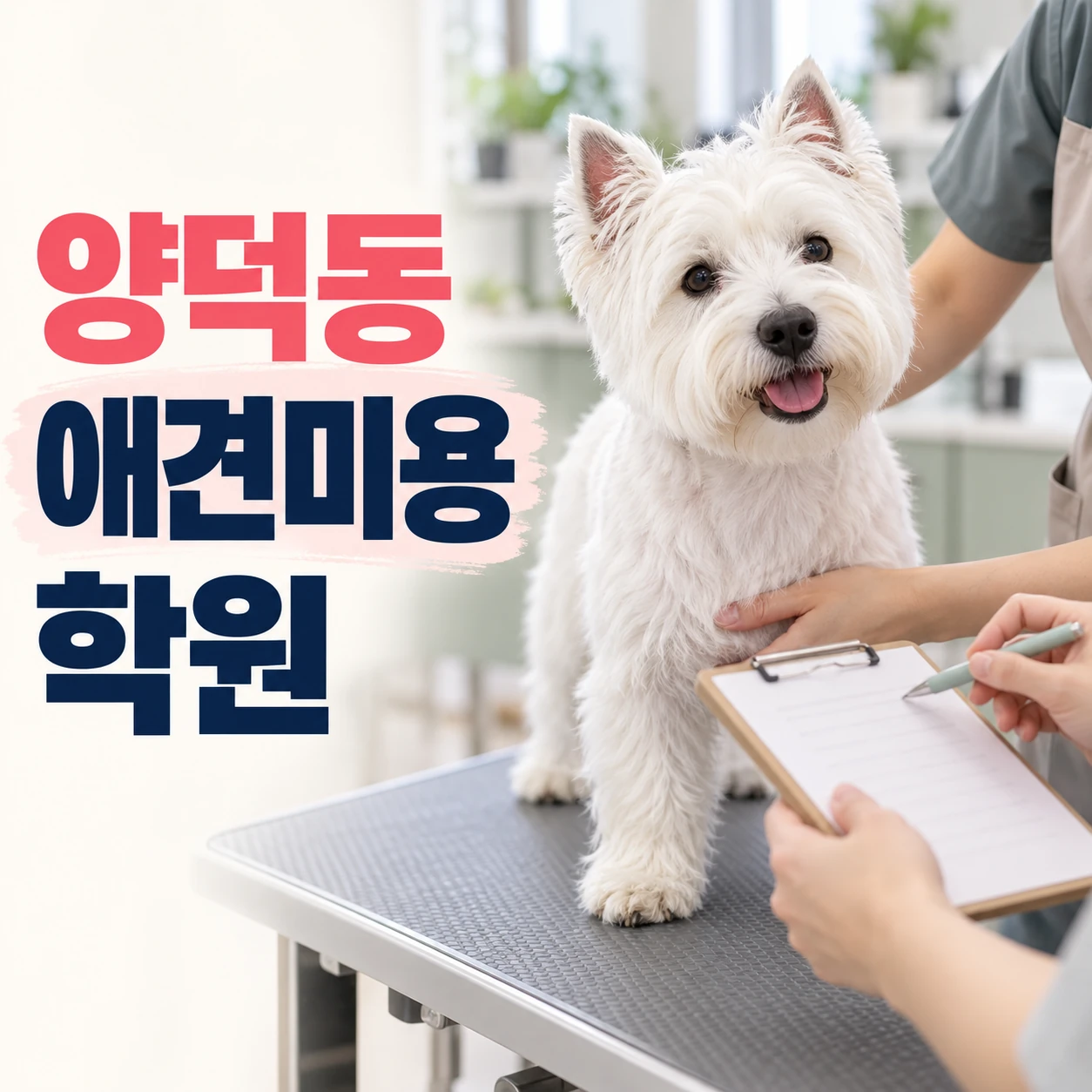 양덕동애견미용학원 안내 썸네일