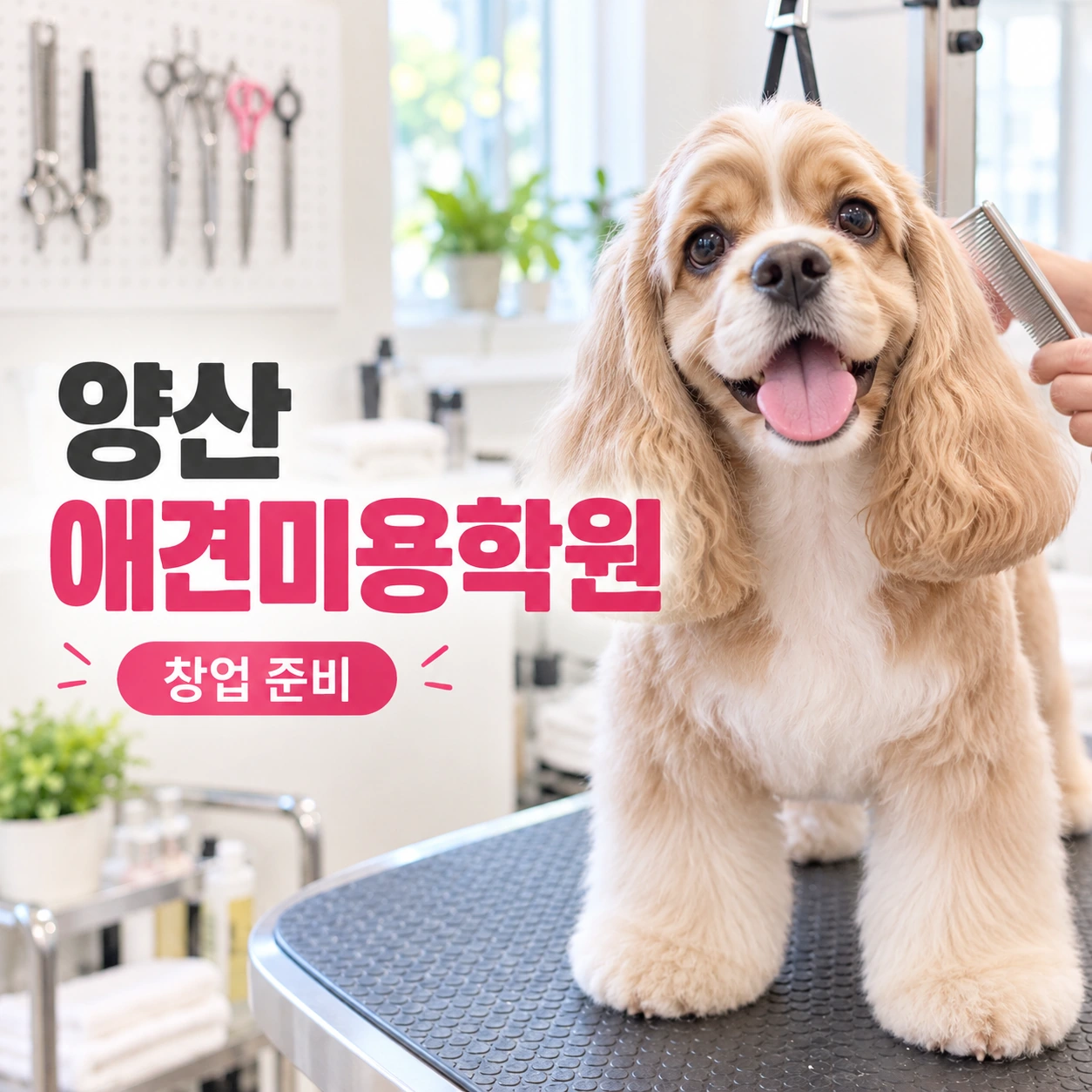 양산애견미용학원 창업이 목표라면 기술교육 다음은 무엇일까?