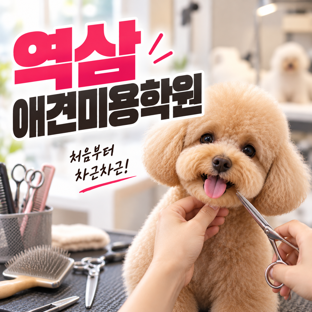 역삼애견미용학원 안내 썸네일