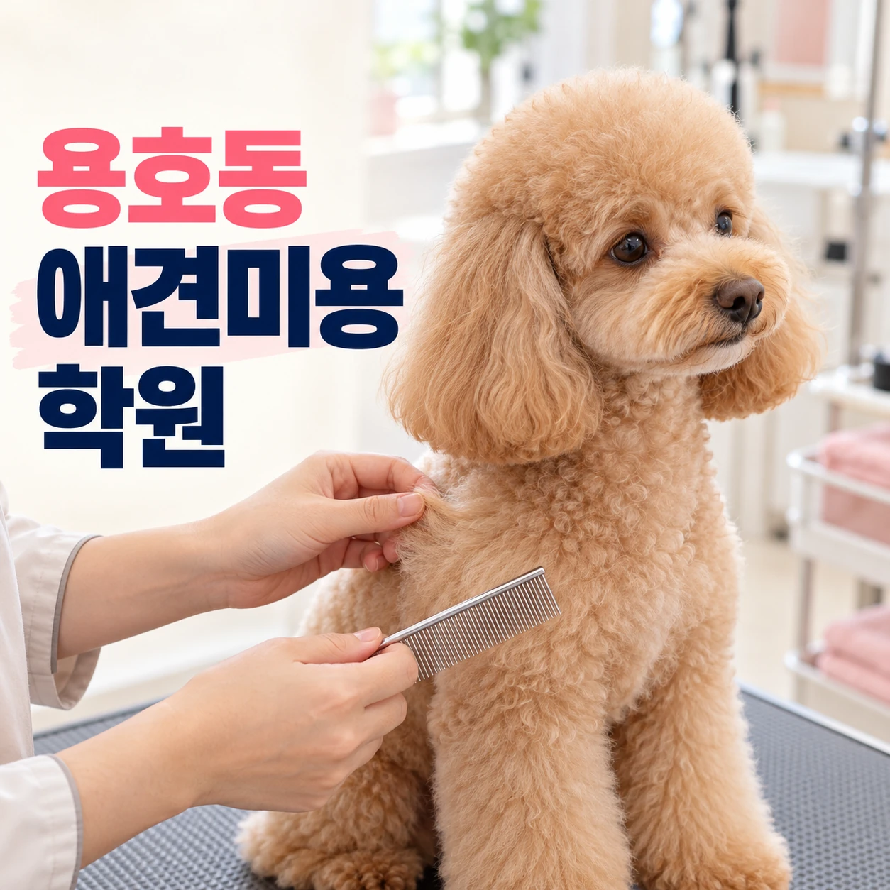 용호동애견미용학원 안내 썸네일