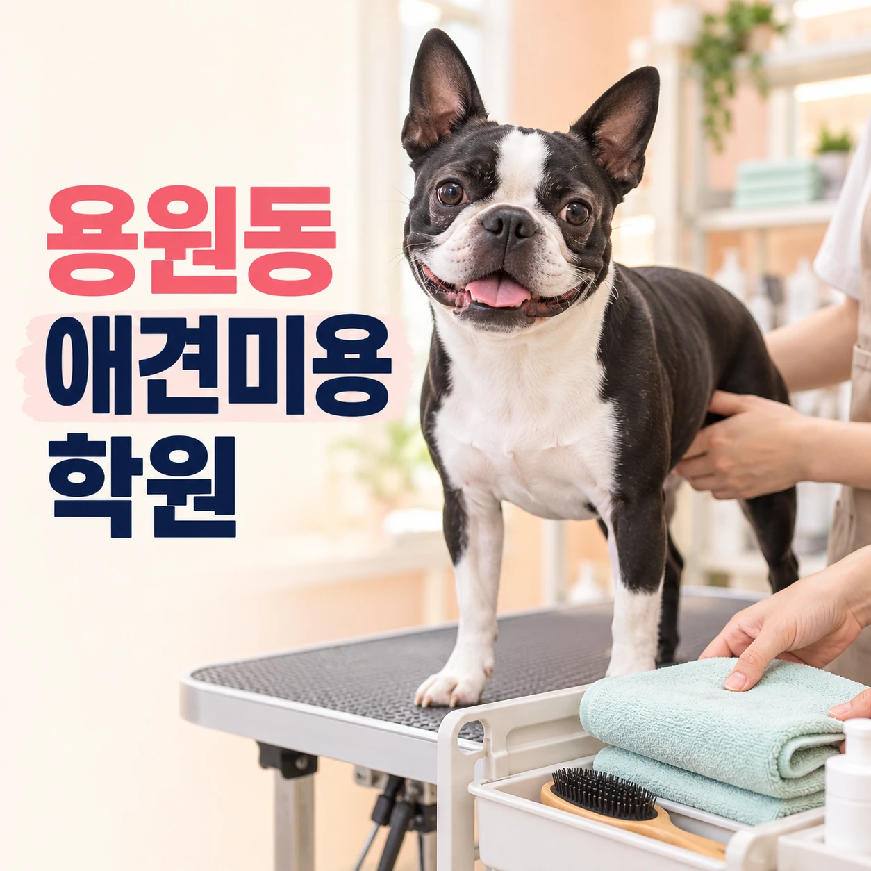 용원동애견미용학원 안내 썸네일