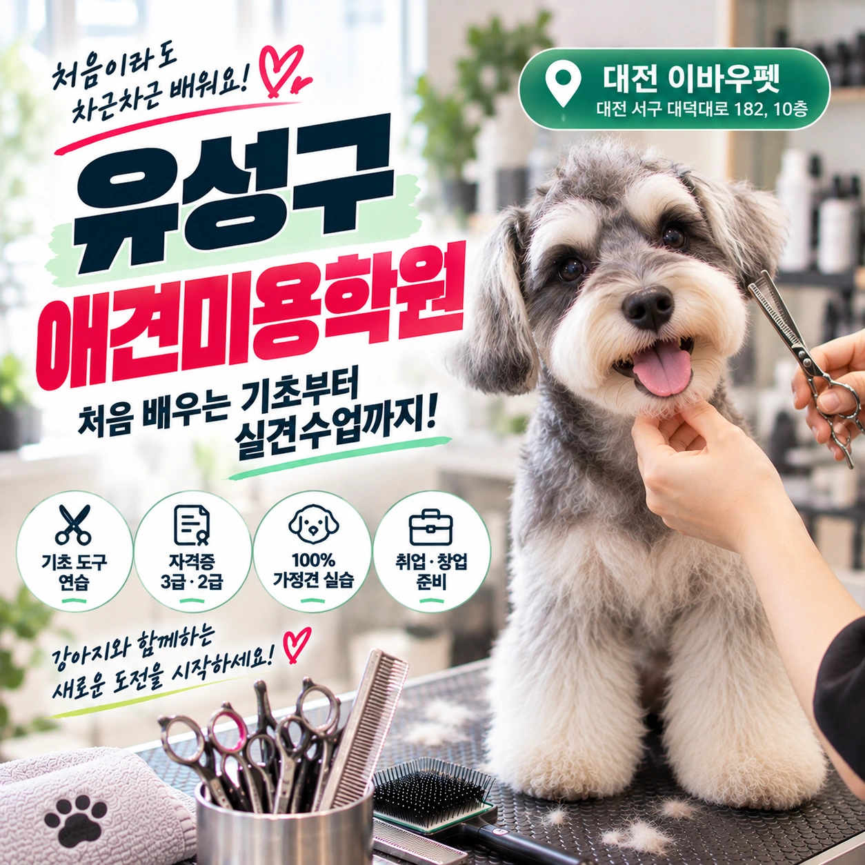 유성구애견미용학원 처음 배우려면 어떤 기초부터 확인할까?