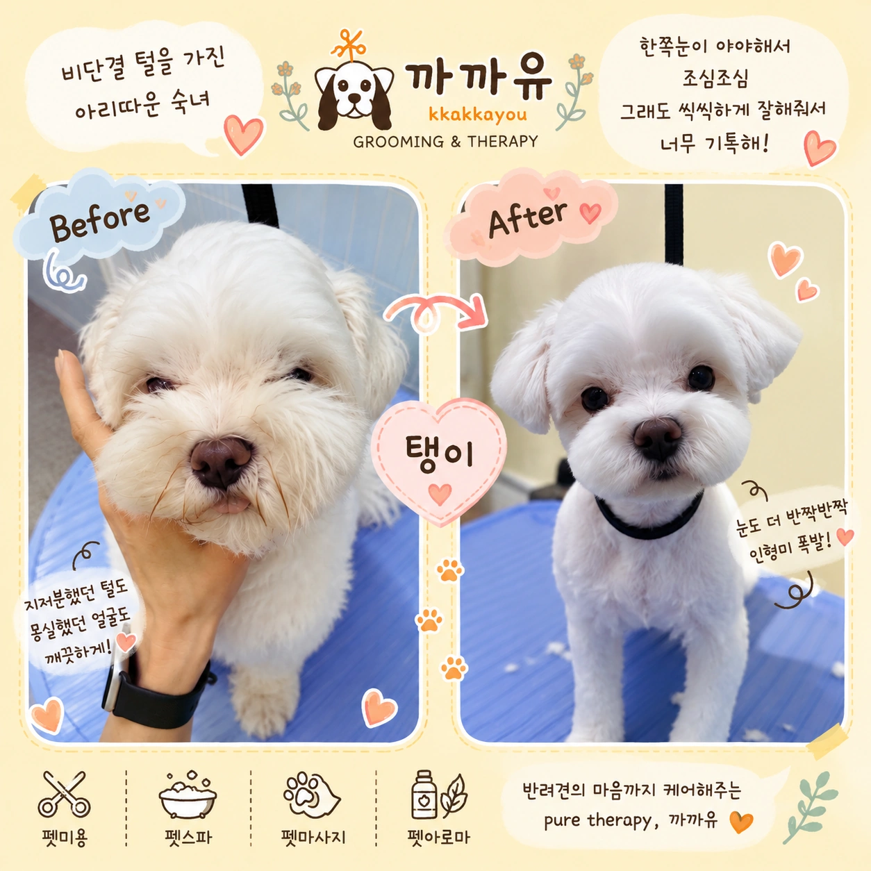 까까유에서 미용받은 탱이 - Before & After