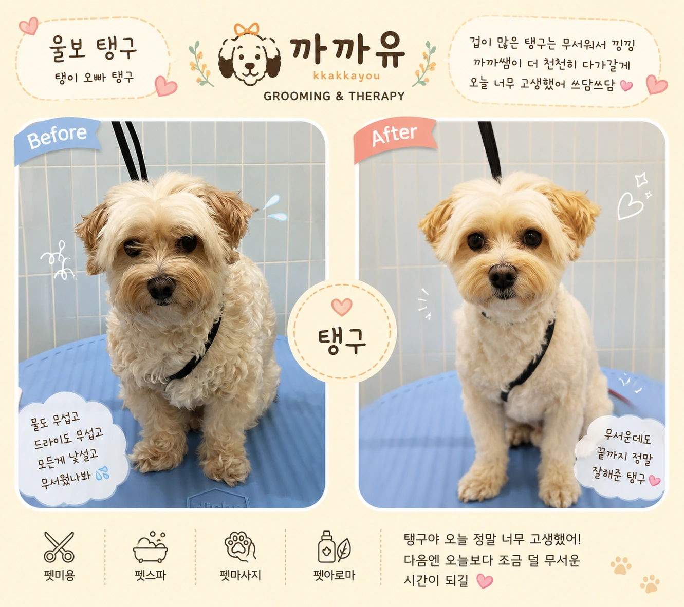 까까유에서 미용받은 탱구 - Before & After
