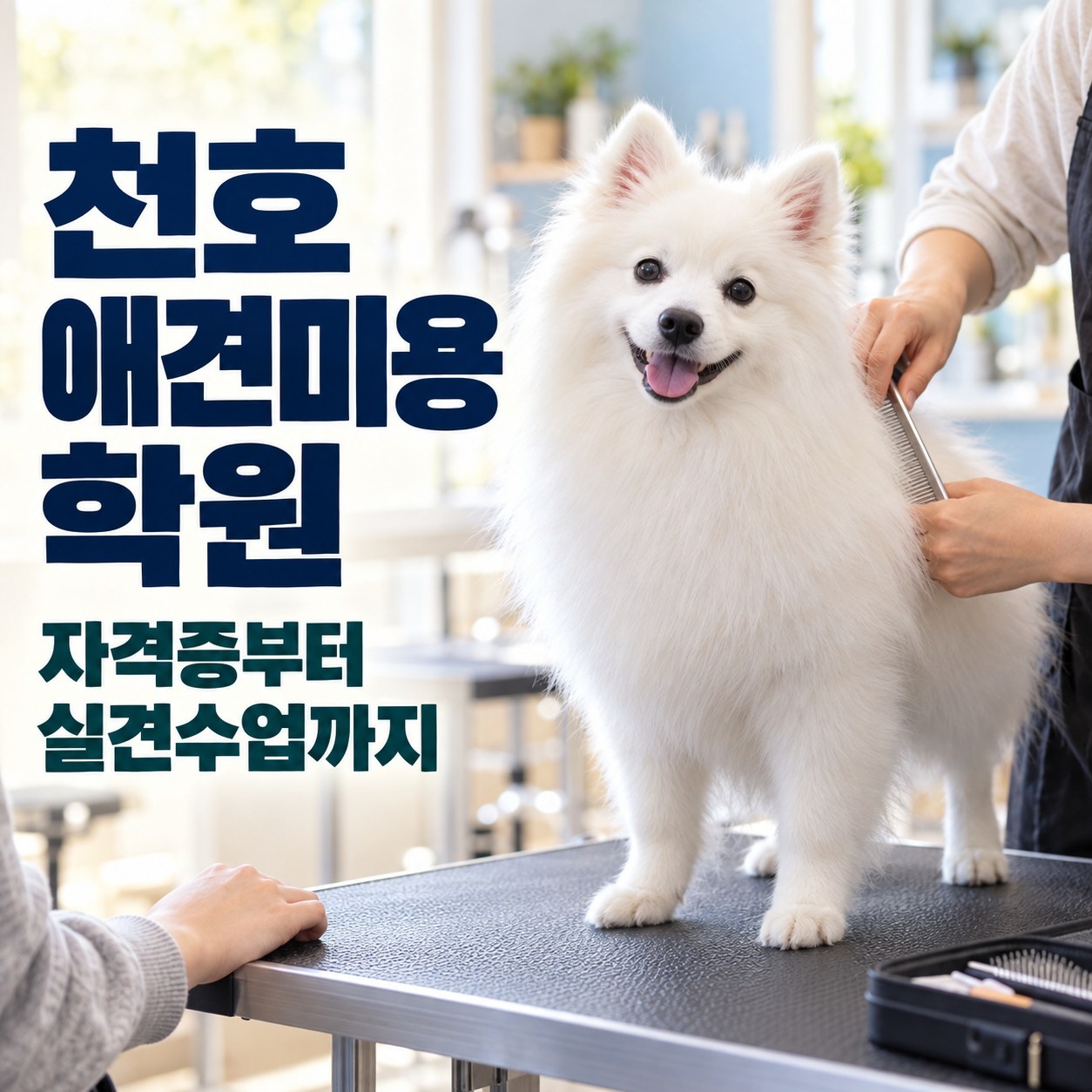 천호 애견미용학원 자격증과 실견수업 안내