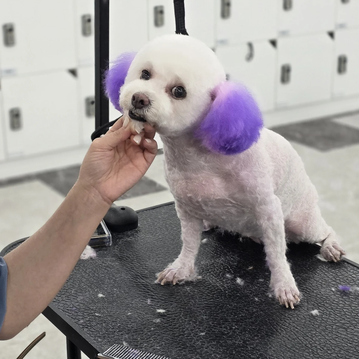 Evaw Pet 수업 현장 사진 1