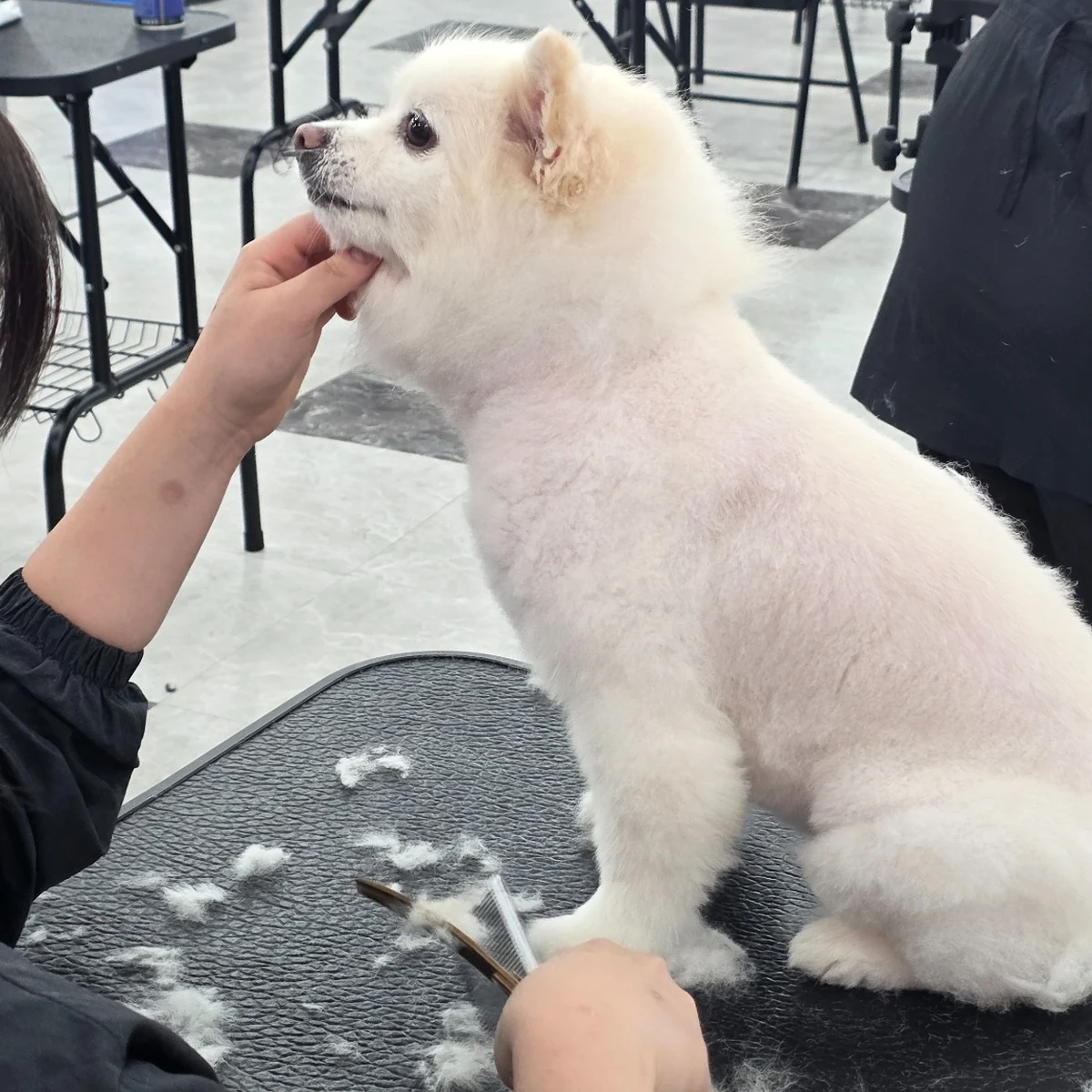 Evaw Pet 수업 현장 사진 2
