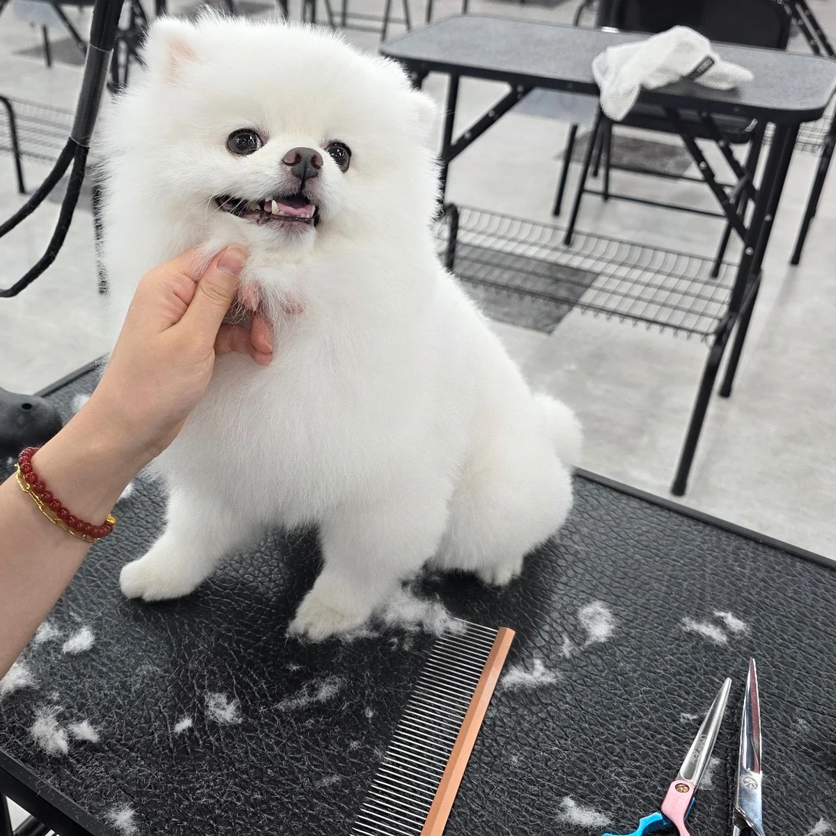 Evaw Pet 수업 현장 사진 3