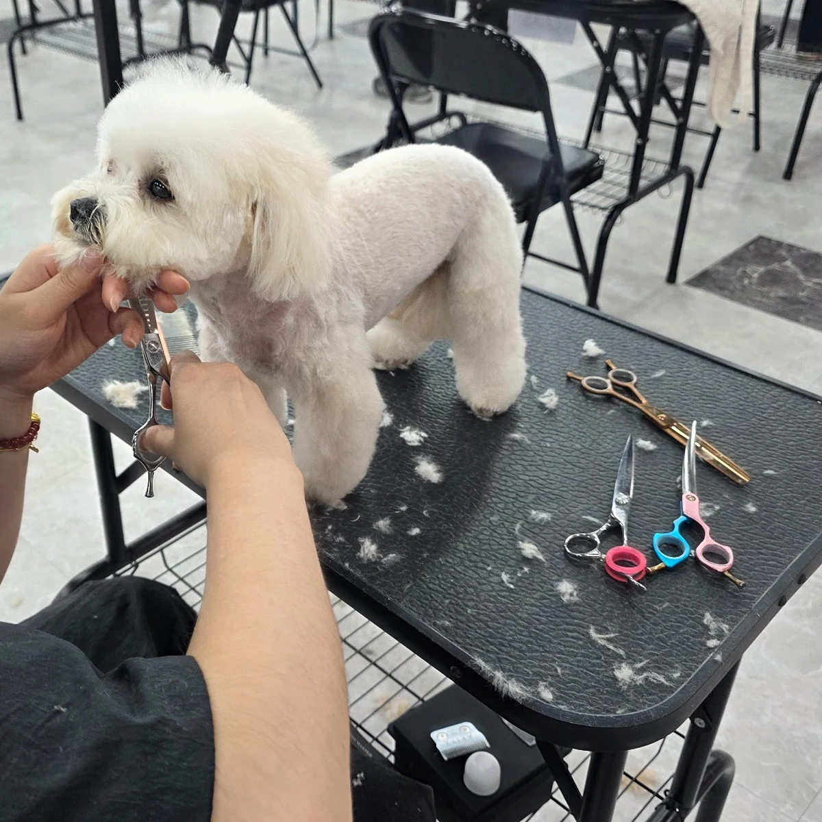 Evaw Pet 수업 현장 사진 5