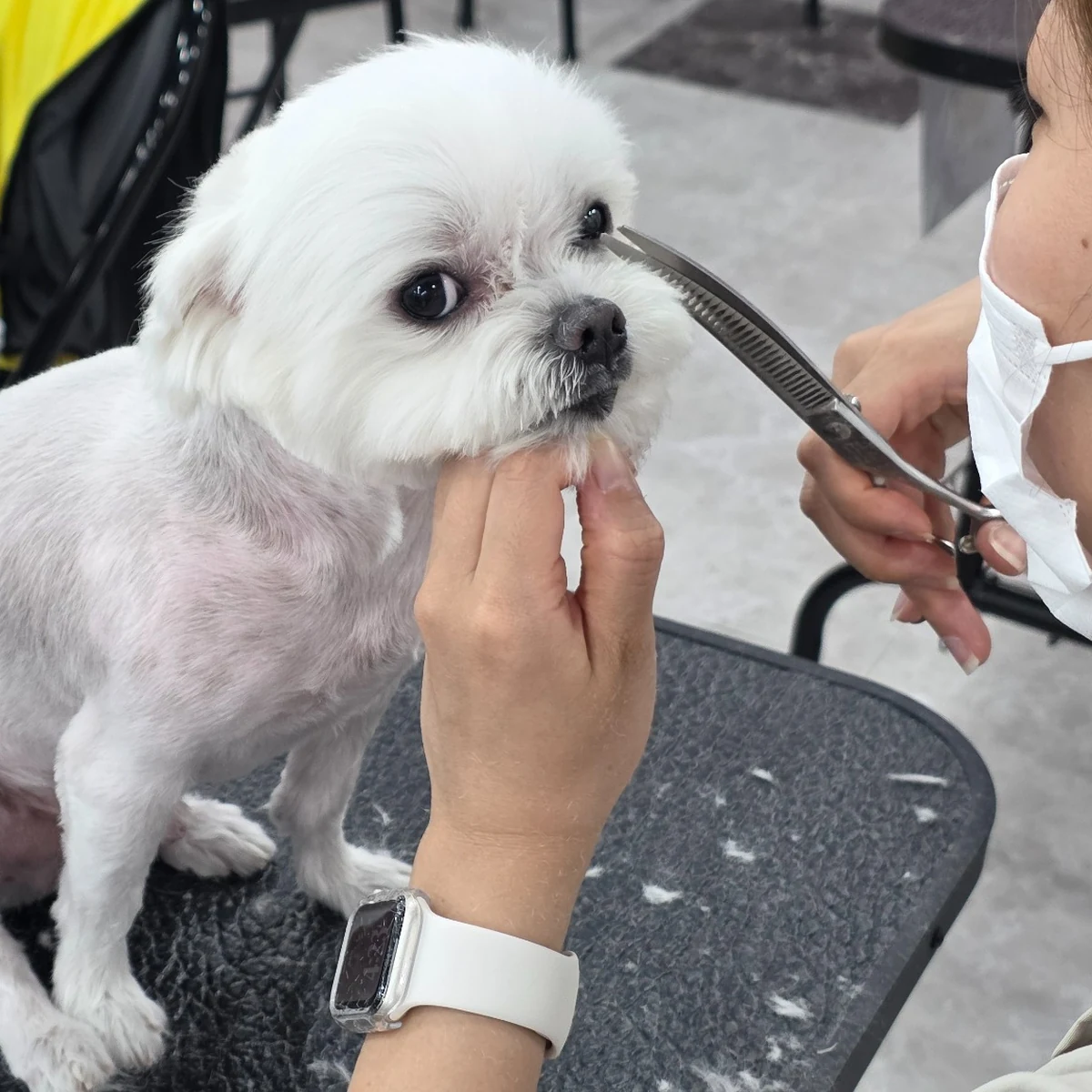 Evaw Pet 수업 현장 사진 7