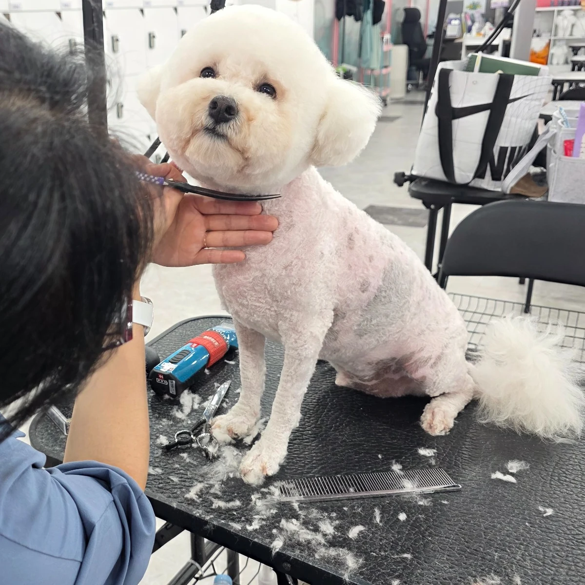 Evaw Pet 수업 현장 사진 8