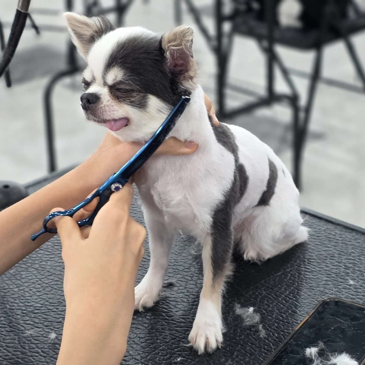 Evaw Pet 수업 현장 사진 10