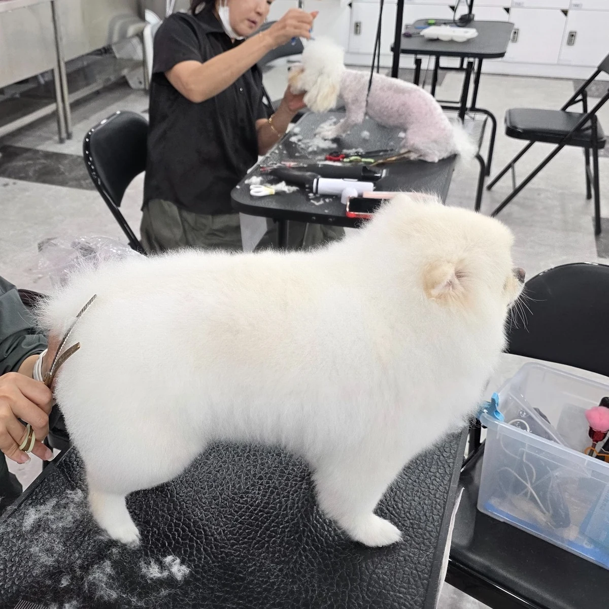 Evaw Pet 수업 현장 사진 11