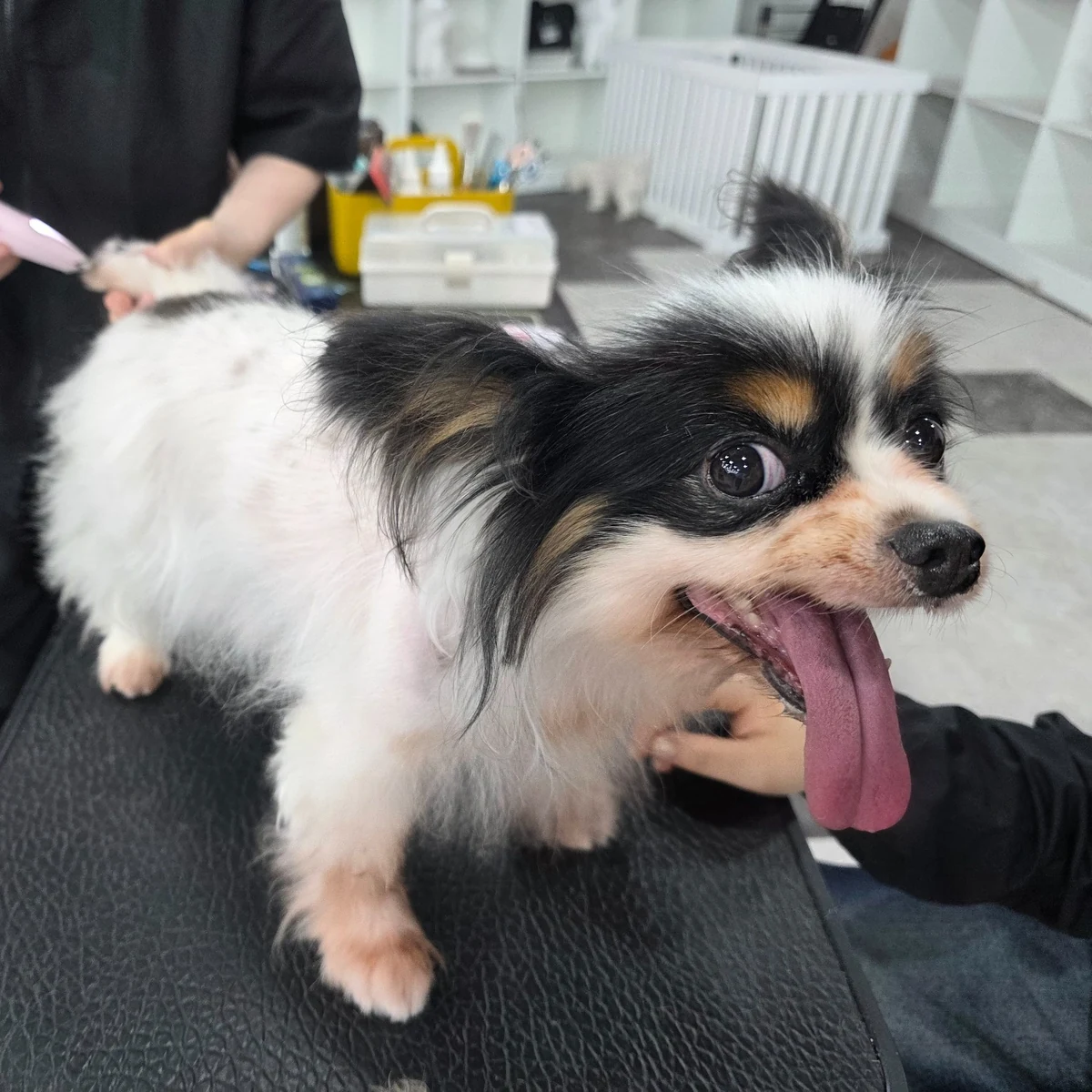 Evaw Pet 수업 현장 사진 12