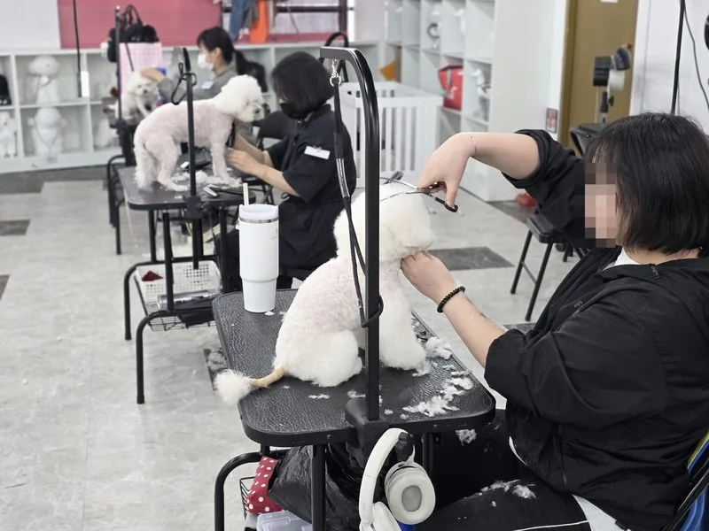 Evaw Pet 수업 현장 - 다수 수강생 실습