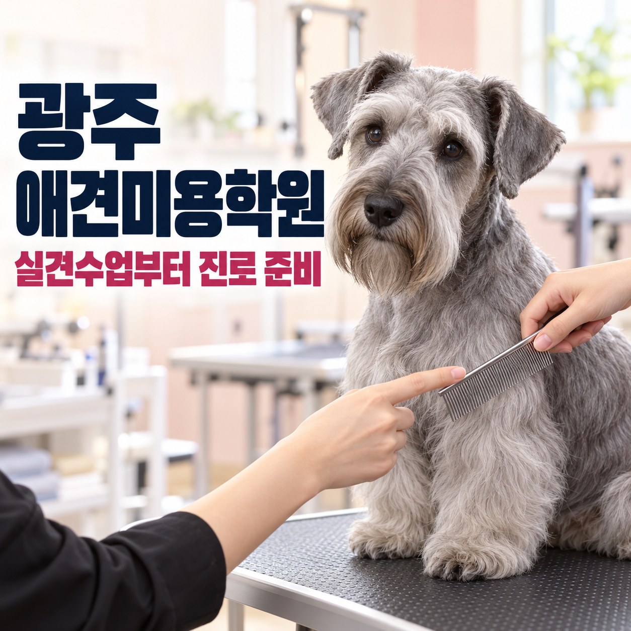 회색 반려견의 빗질을 지도하는 장면과 광주 애견미용학원 실견수업부터 진로 준비 안내