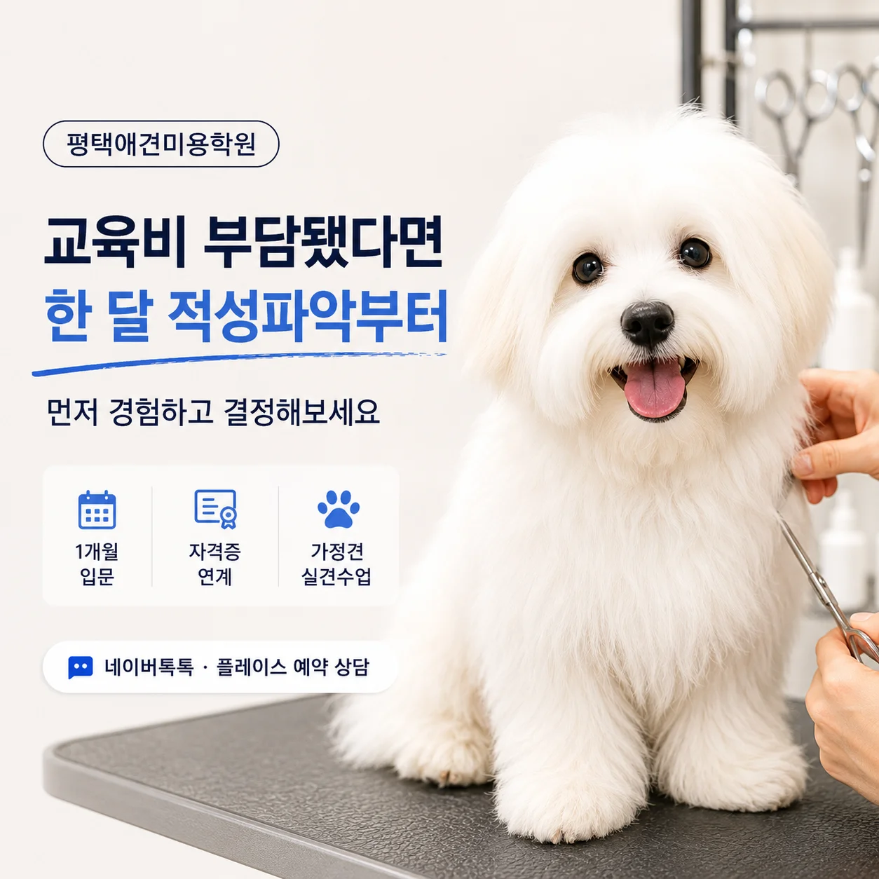 평택애견미용학원 교육비 부담됐다면 한 달 적성파악부터 - 이바우펫