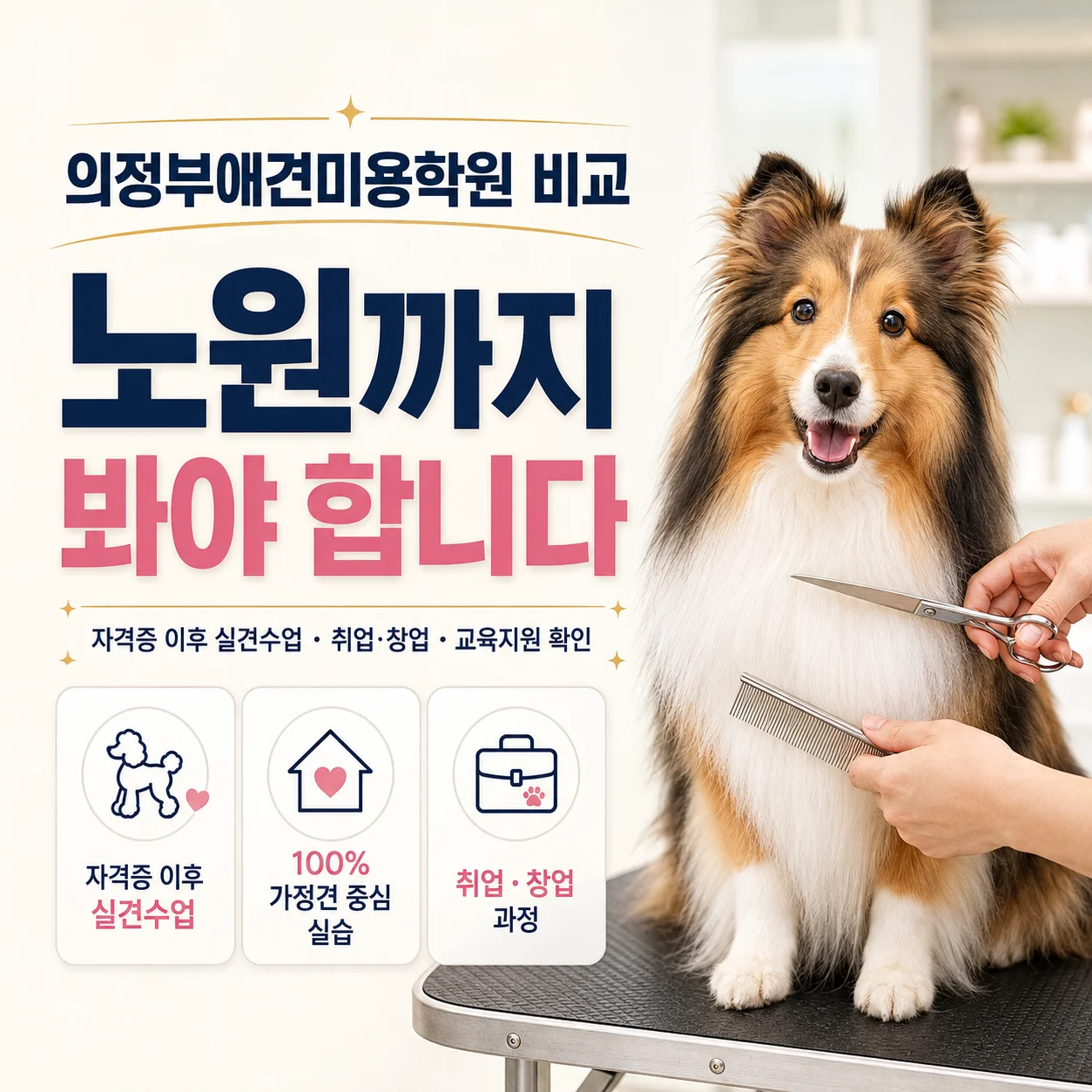의정부애견미용학원 비교, 노원이바우펫 교육지원까지 확인하는 이유 - 이바우펫