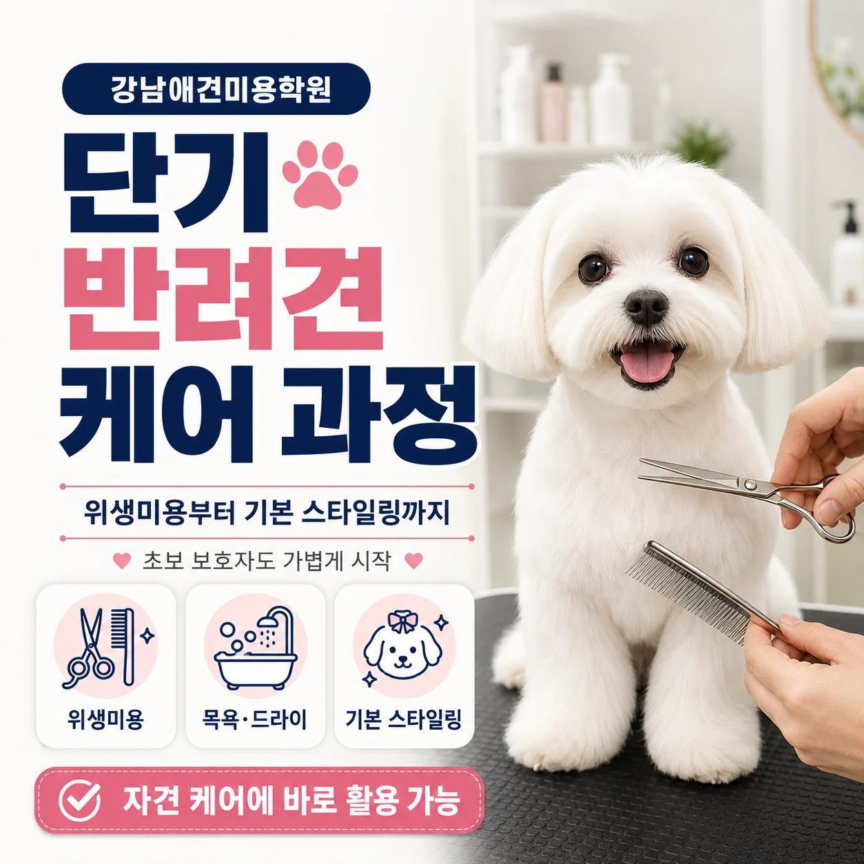 강남애견미용학원 단기 반려견 케어 과정으로 시작하는 방법 - 이바우펫