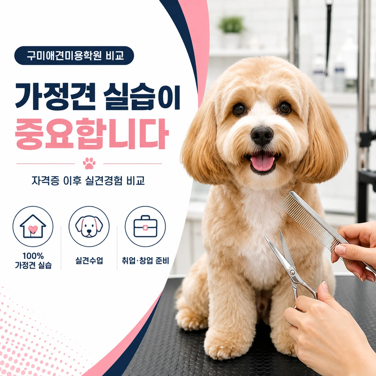 구미애견미용학원 가정견 실습을 비교하는 이유 - 이바우펫