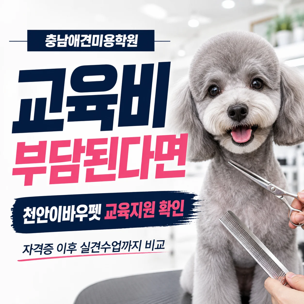 충남애견미용학원 교육비 부담된다면 필독 - 이바우펫