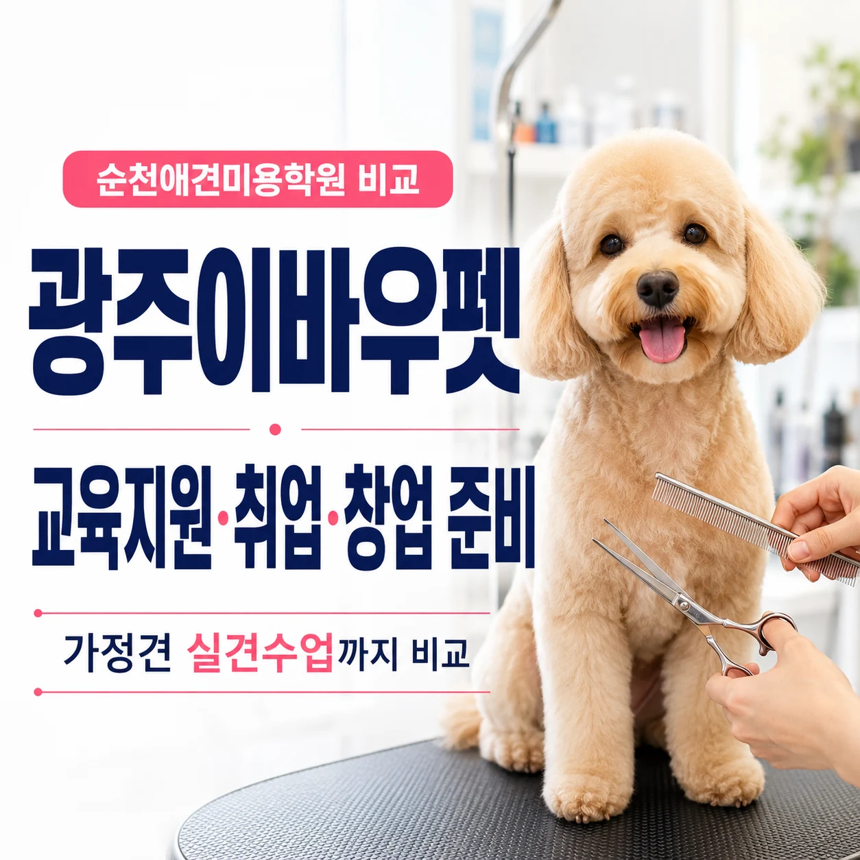 순천애견미용학원 이바우펫 교육지원과 취업·창업 준비 - 이바우펫