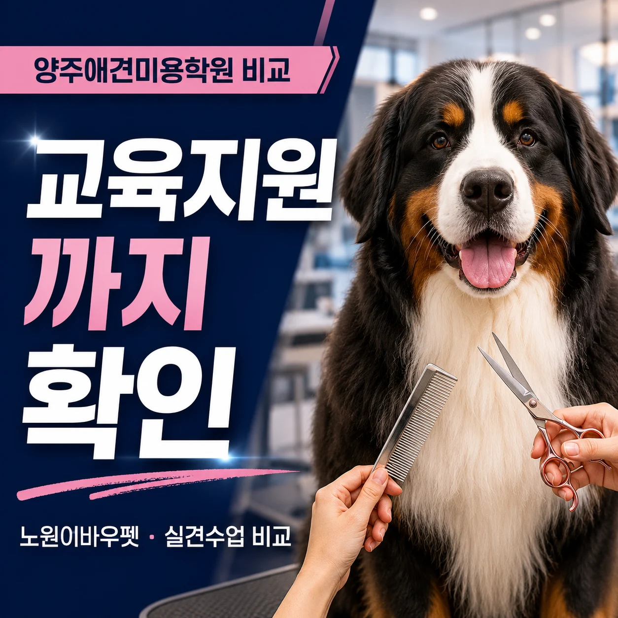 양주애견미용학원 교육지원까지 비교하는 이유 - 이바우펫