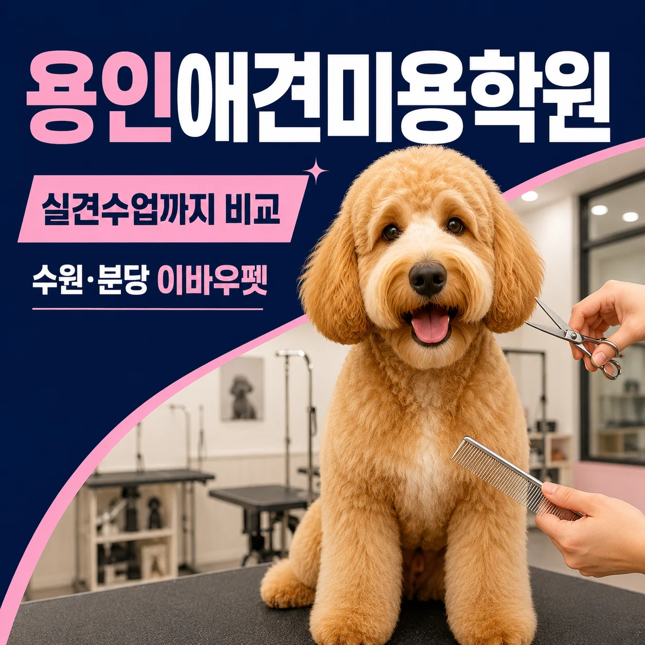 용인애견미용학원 수원·분당 실견수업까지 비교하는 이유 - 이바우펫