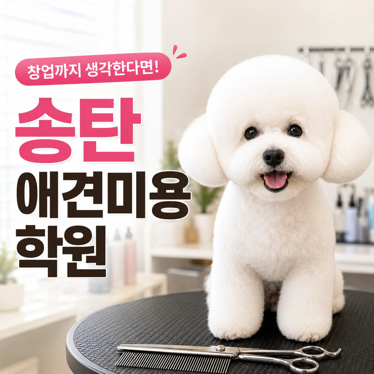 송탄애견미용학원 창업 준비는 실무과정으로 필수 - 이바우펫