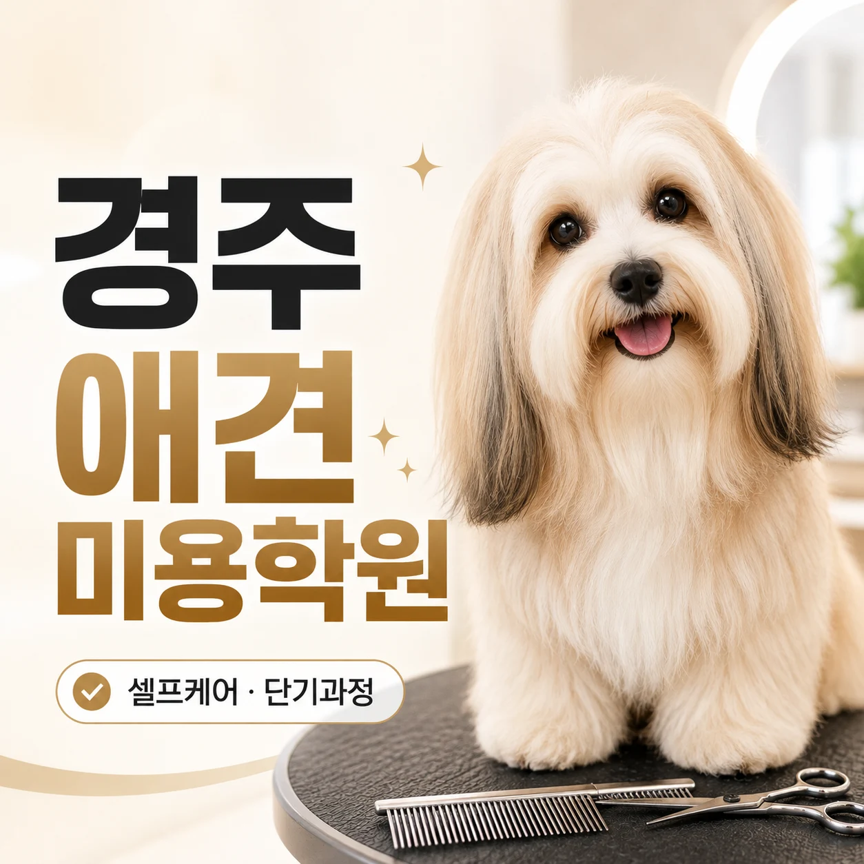 경주애견미용학원 처음부터 장기과정을 선택할 필요는 없습니다 - 이바우펫